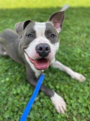 gray and white dog laying outside