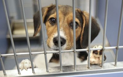 Americans can’t afford their pets.