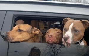 pet pantry customers