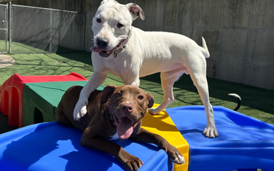 Pupgrades Galore: CCAS Dogs Go Wild for New Play Yard Gear!