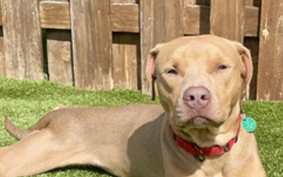 BEHAVIORAL CORNER-ROCCO JR.