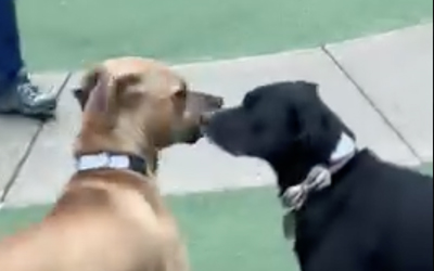 Behavior Corner: Daily Playgroups