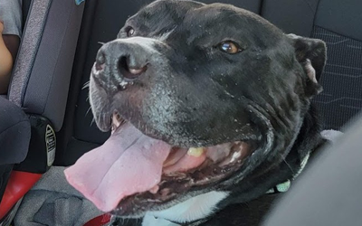 Another Pupdate on Revere