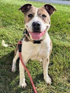 Buttercup 8 | Friends of the Cuyahoga County Animal Shelter BUTTERCUP