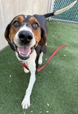 Rover 3 | Friends of the Cuyahoga County Animal Shelter