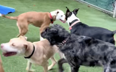 Celebrating 10 Years of Playgroup at CCAS