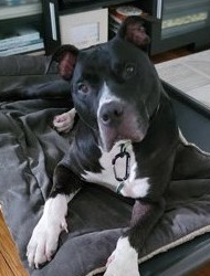 revere-pupdate-winter | Friends of the Cuyahoga County Animal Shelter REVERE