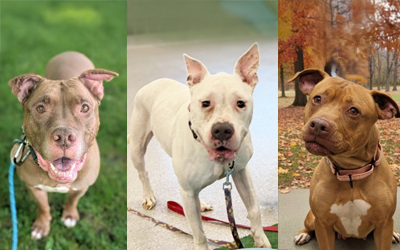Adoptable Dogs: Senior Features