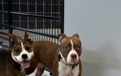 Exciting news at CCAS!!!