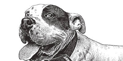 Modi Heartworm Fund – Making a Difference, Saving Lives