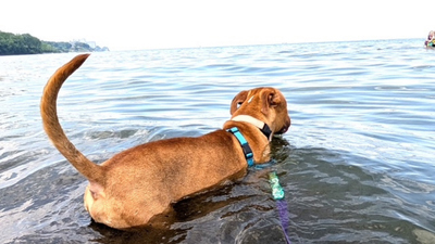 Dog Friendly Cuyahoga