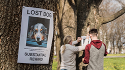 Helping Lost Dogs Find Their Way Home